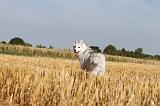 SIBERIAN HUSKY 042